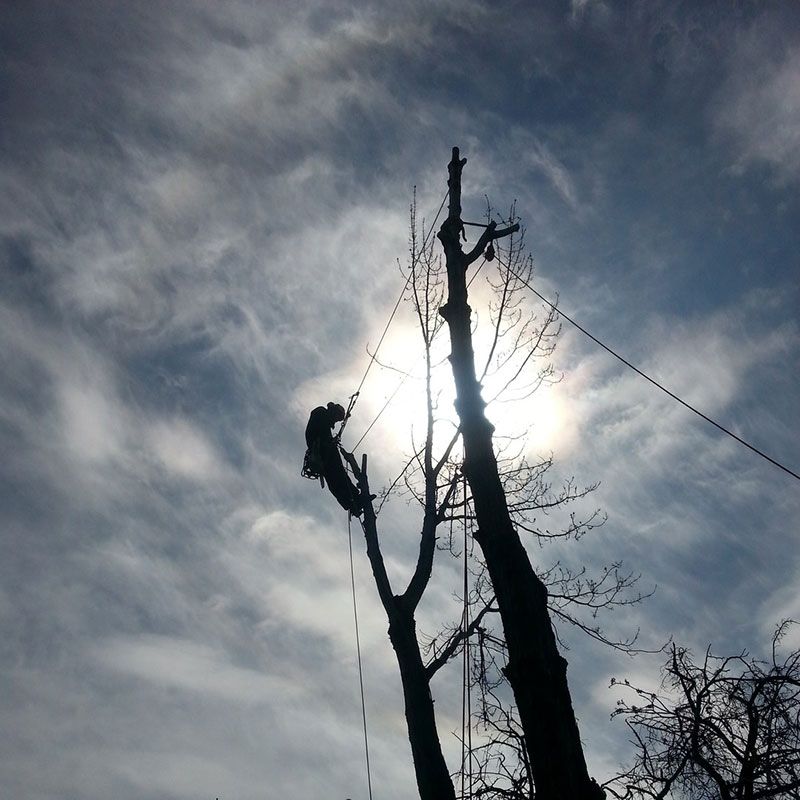 man in tree