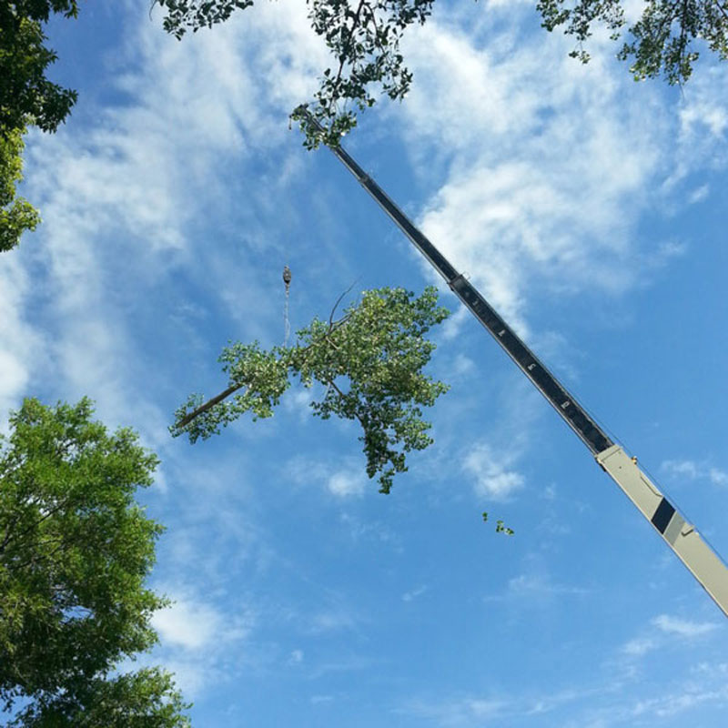 crane with tree