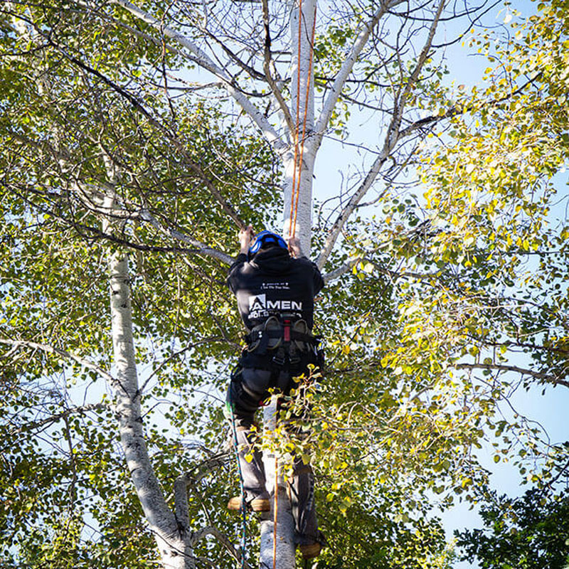 man in tree