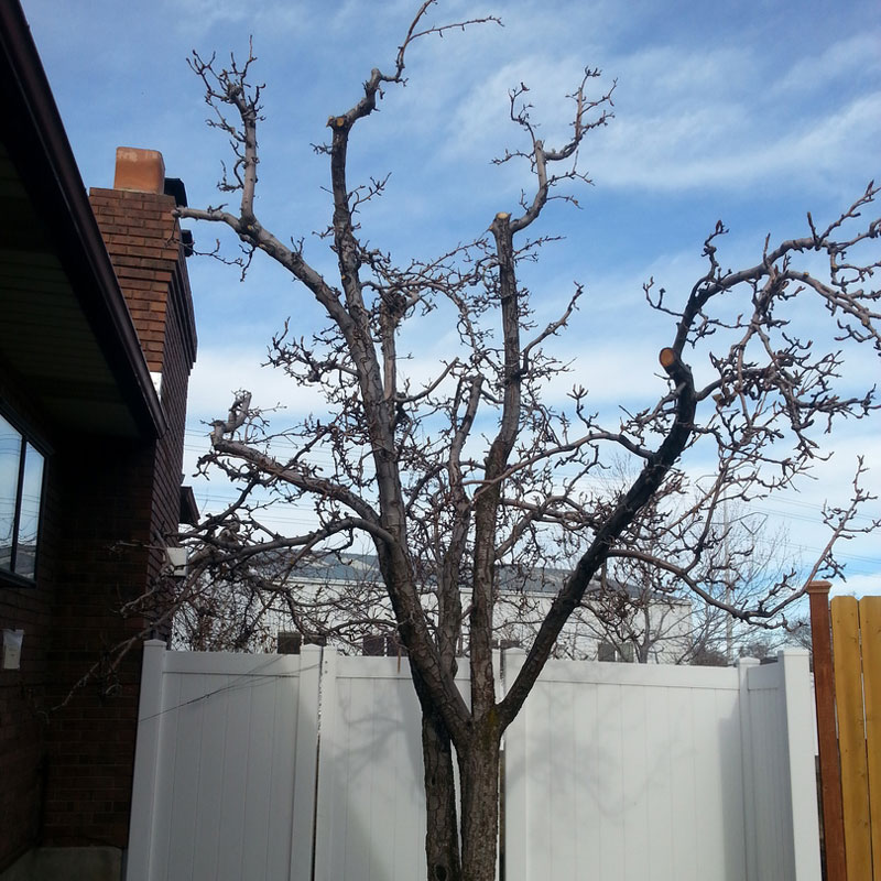 pruned tree