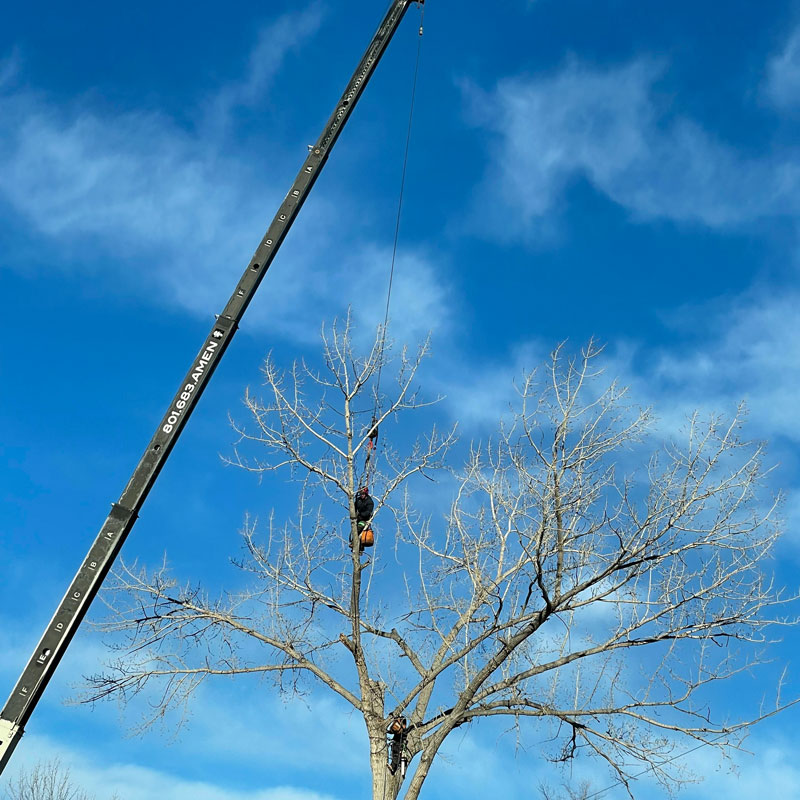 crane and man in tree