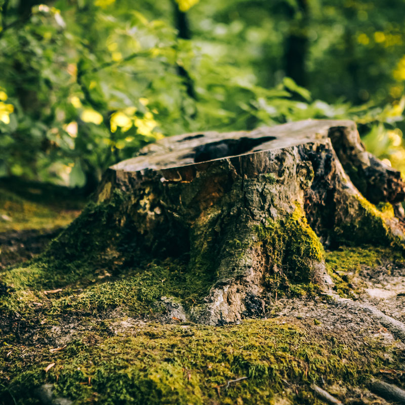 stump in forest