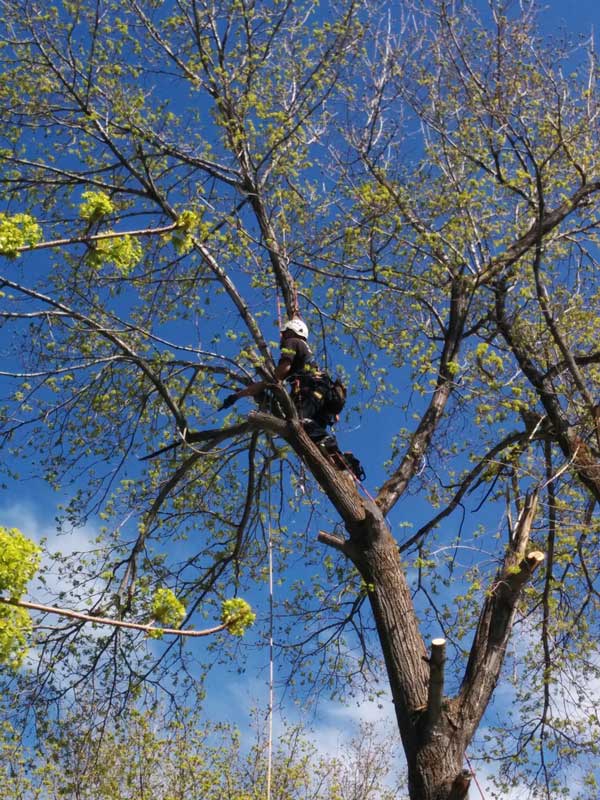 Amen employee in tree working
