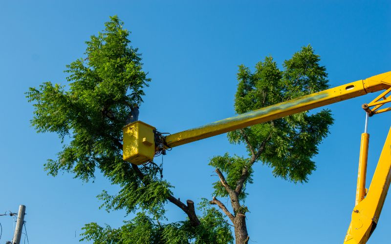 Tree Removal in Salt Lake City, UT