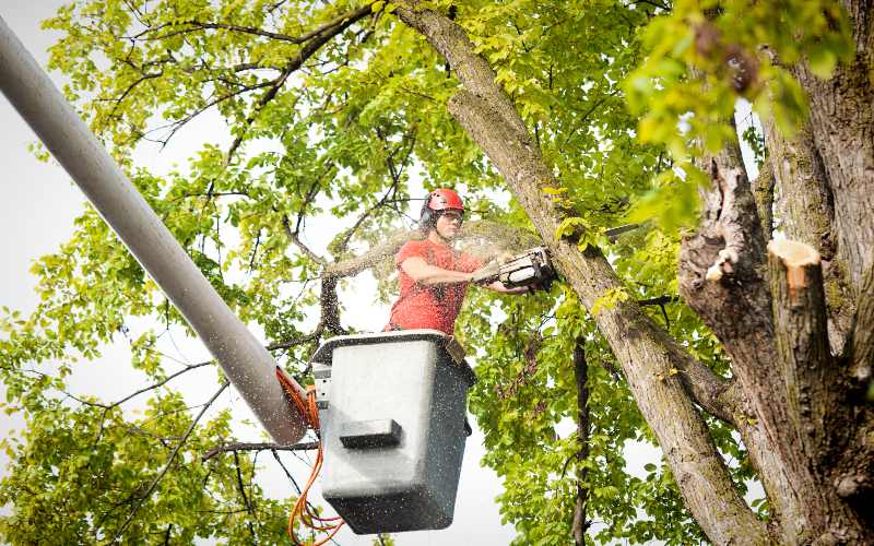 Tree Cutting Service in Salt Lake City, UT