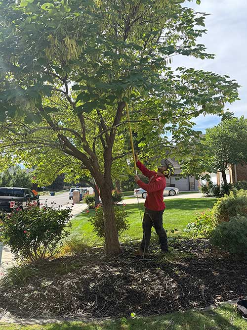 Tree Pruning