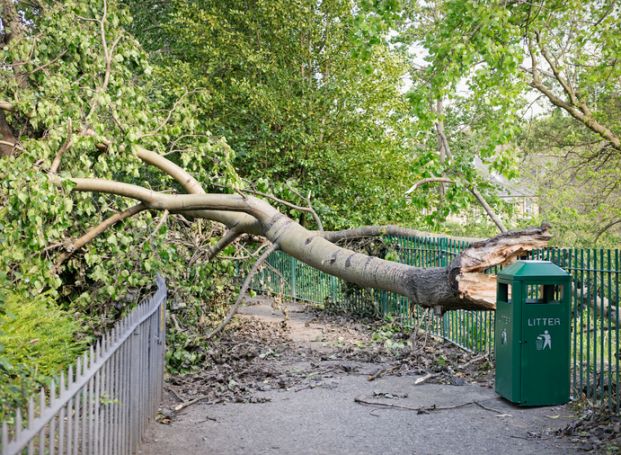 Storm damage with fallen tree blocking walkway in Salt Lake County