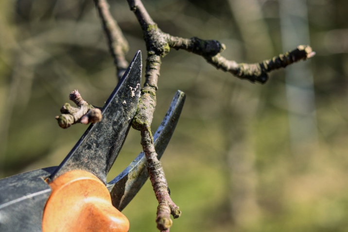Hand using orange-handled pruning shears to cut mossy tree branch in garden, with blurred green foliage in the background