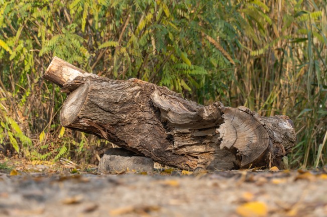Weathered tree log with textured bark lying on a forest floor, supported by stones and surrounded by lush greenery and dry leaves