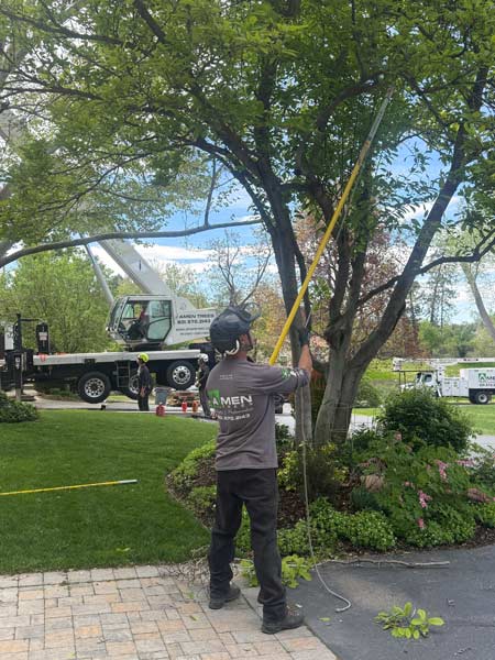 Tree pruning work with a bucket truck in a residential yard