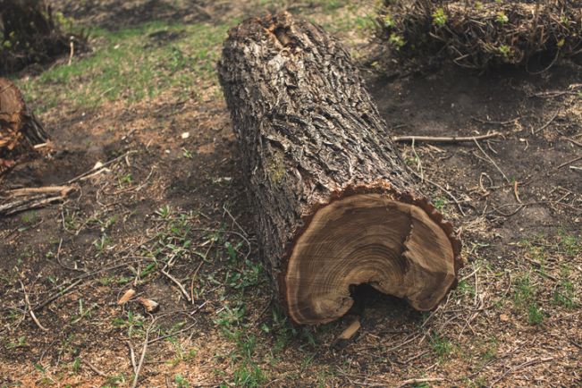 Cut tree log with exposed growth rings resting on earthy forest ground, surrounded by grass, twigs, and textured bark