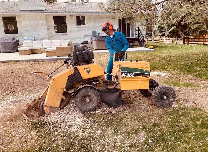Stump grinding machine removing a tree stump in a yard