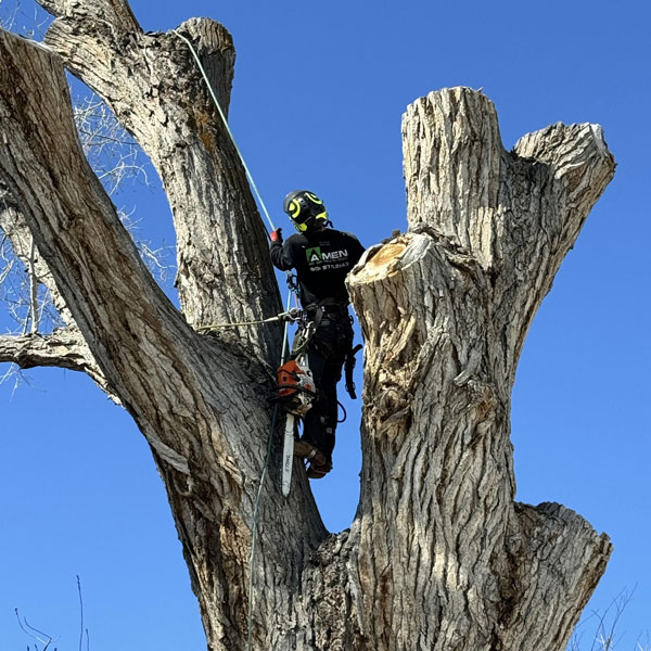 Tree Removal Services