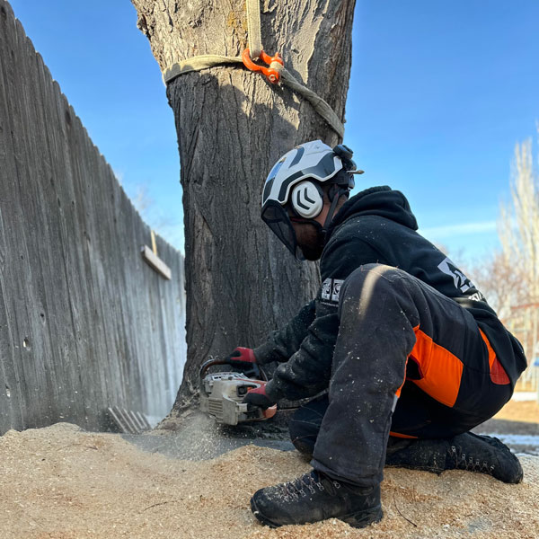 Tree Removal Services