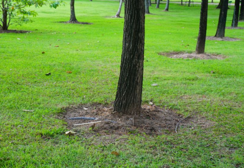 A tree with exposed roots in a park, after air spading in Salt Lake City, UT