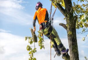 A professional arborist trimming tree branches with ropes & harnesses in Salt Lake City, UT