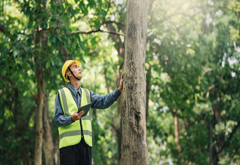A man is inspecting a tree as part of a tree health assessment in Salt Lake City, UT