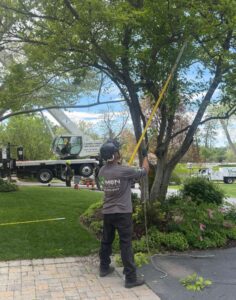 A professional from Amen Trees performing precise tree pruning in Salt Lake City, UT