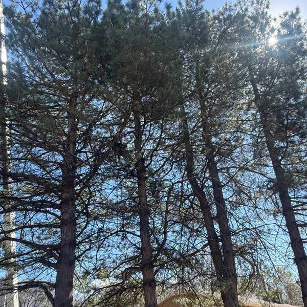 Deadwooding tree service in Salt Lake County among tall pines
