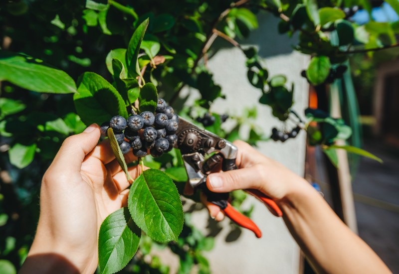 Pruning shears are used to cut ripe berries, promoting fruit tree pruning in Salt Lake City, UT