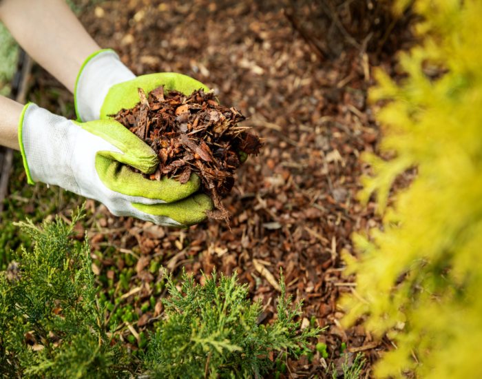 Gardener spreads mulch to support spring tree health and soil moisture in Salt Lake City, UT