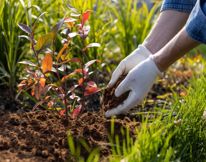 A person planting a tree in soil shows how soil quality affects tree health in Salt Lake City, UT
